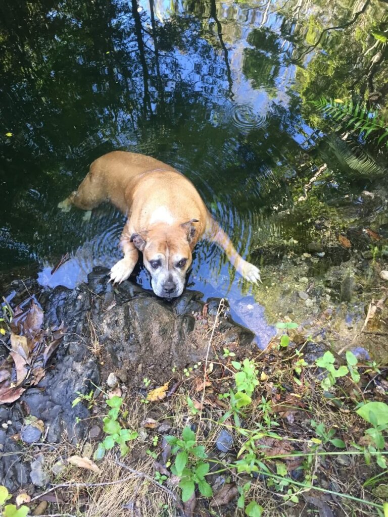 Missing dog rescued 2