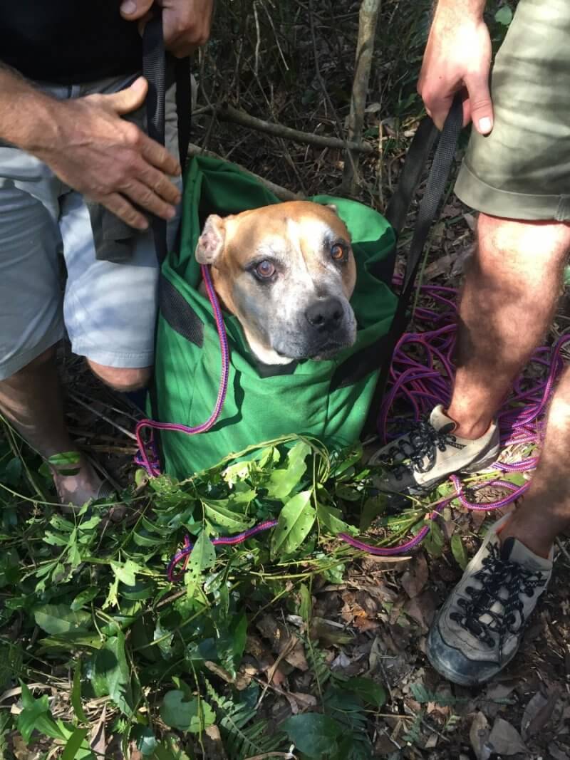 Missing dog rescued 7