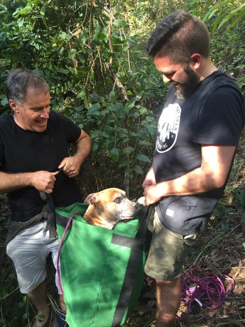 Missing dog rescued 8