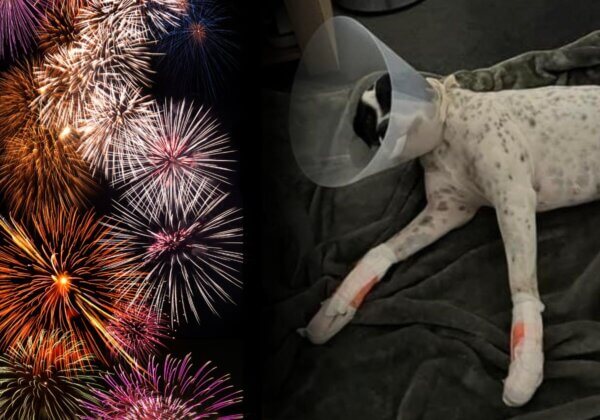 My Dog Can’t Walk, Thanks to Fireworks – And We’re Bracing for More on Australia Day