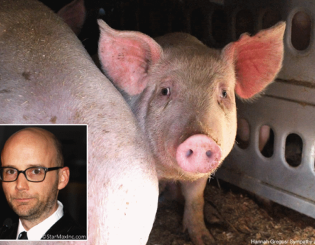 Moby_Pig_One_Step_Further_PETA