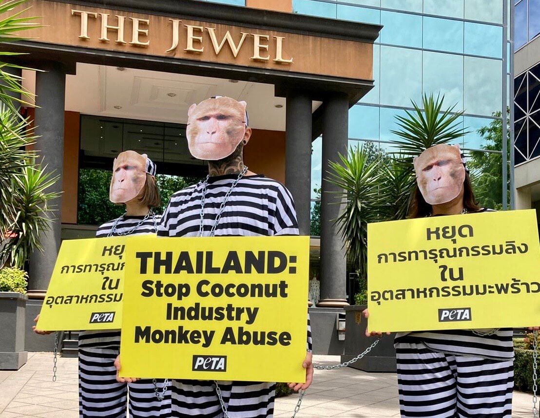 Chained PETA “monkeys” dressed in prison suits at Melbourne's Royal Thai Consulate-General