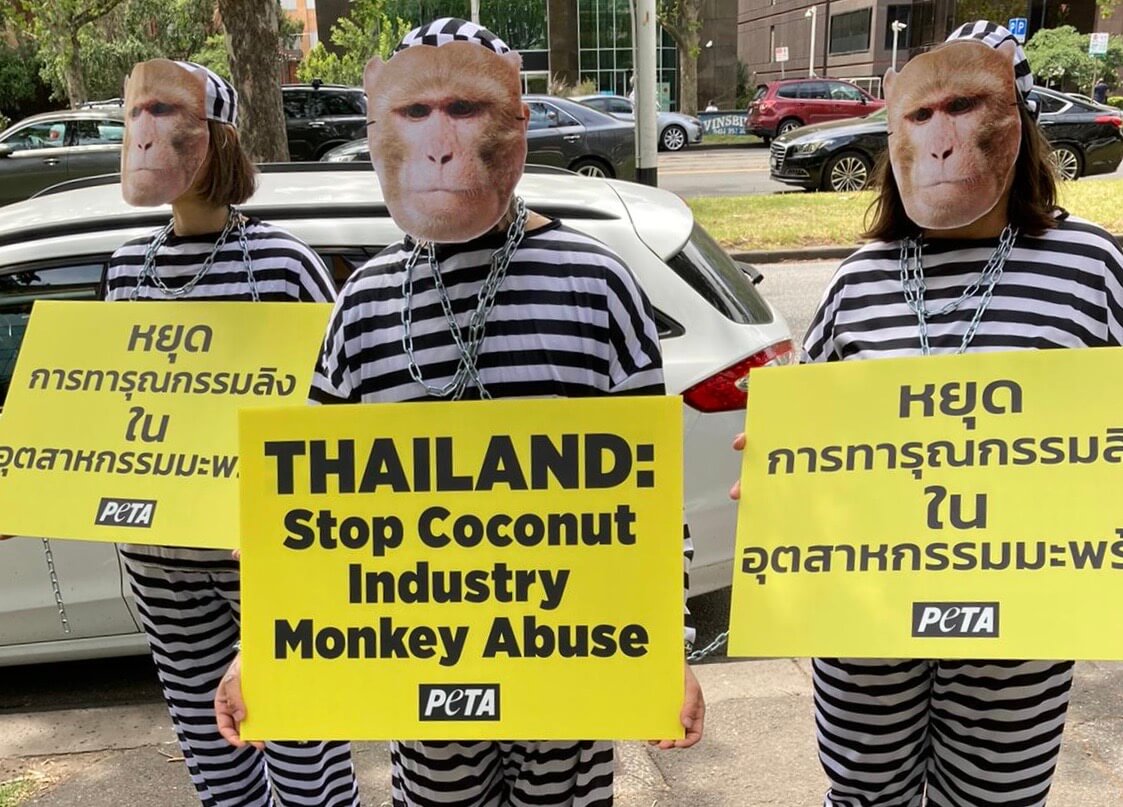 Activists protesting monkey labour in Thailand's coconut industry.