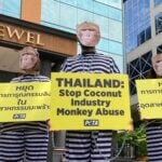 PETA protesters dressed as monkeys outside the Thai consulate in Melbourne.