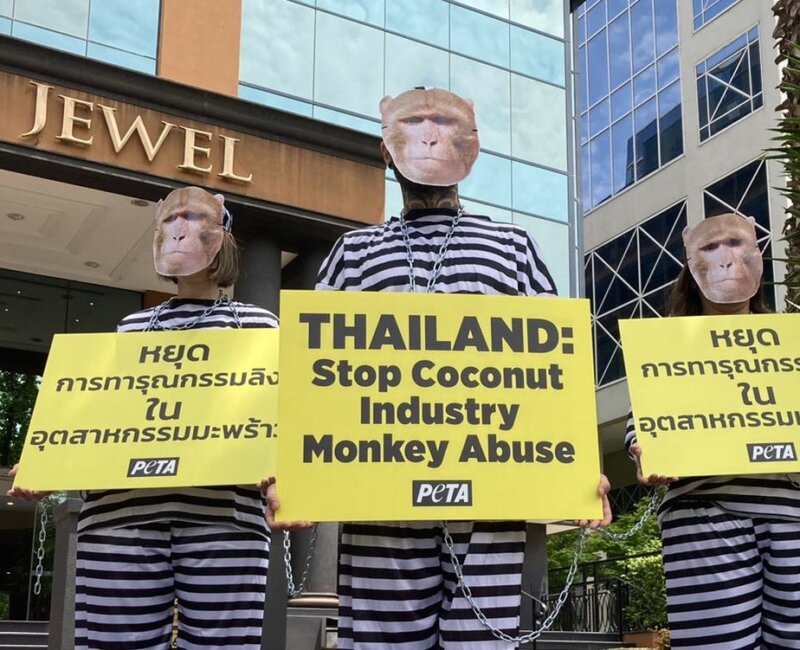 PETA protesters dressed as monkeys outside the Thai consulate in Melbourne.