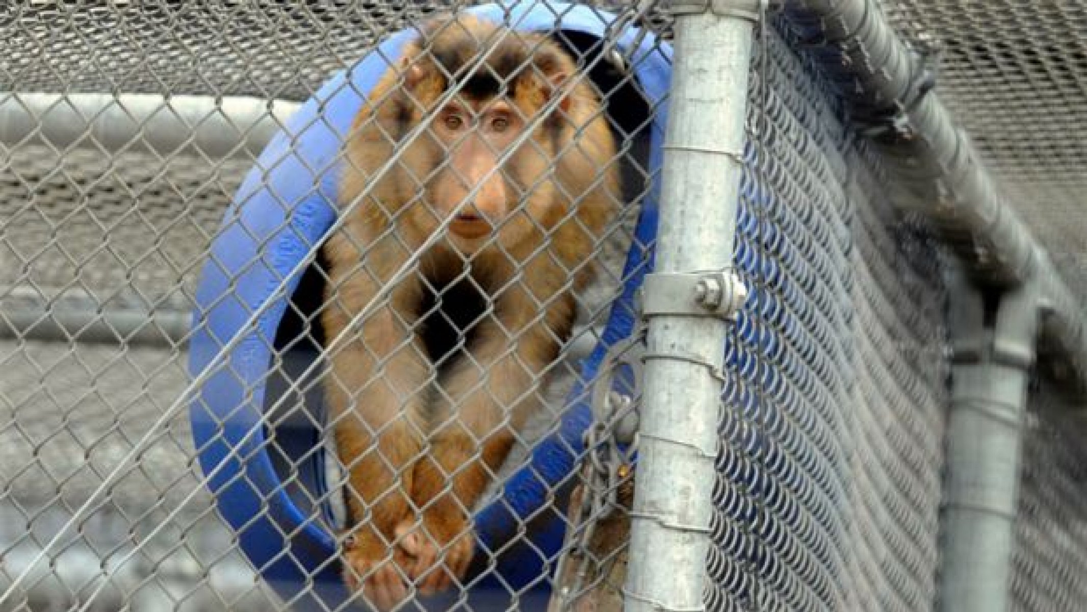 A monkey at the National Primate Breeding and Research Centre, Hazelwood South VIC, Australia