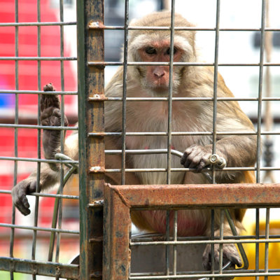 Monkey at a circus in Australia.