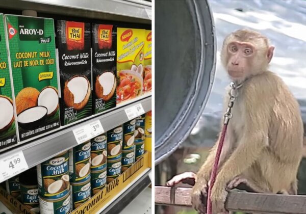 How to Shop for Ethical Coconut Products in Australia and New Zealand