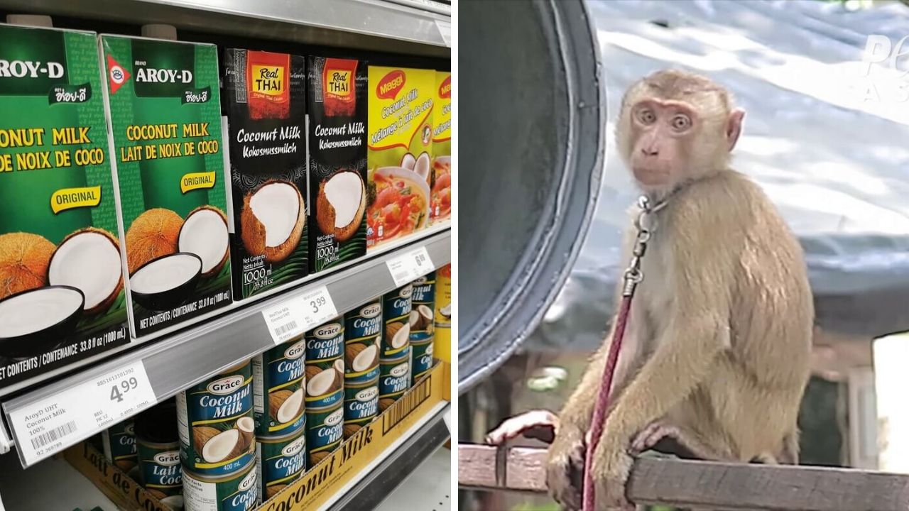 How to Shop for Ethical Coconut Products in Australia and New Zealand