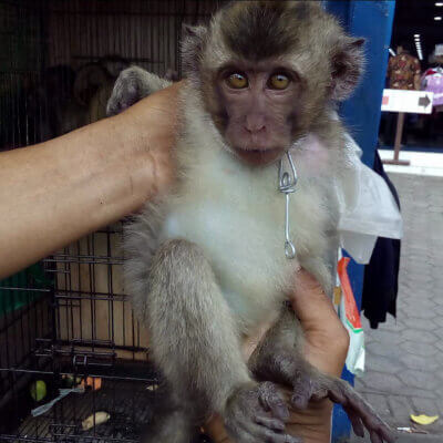 A monkey being held by a vendor at a live animal market.