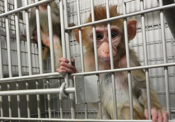 A photo of a monkey in a laboratory cage.