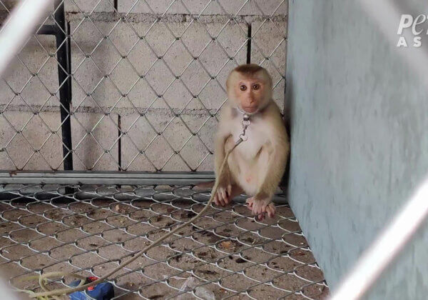 Monkey in a cage