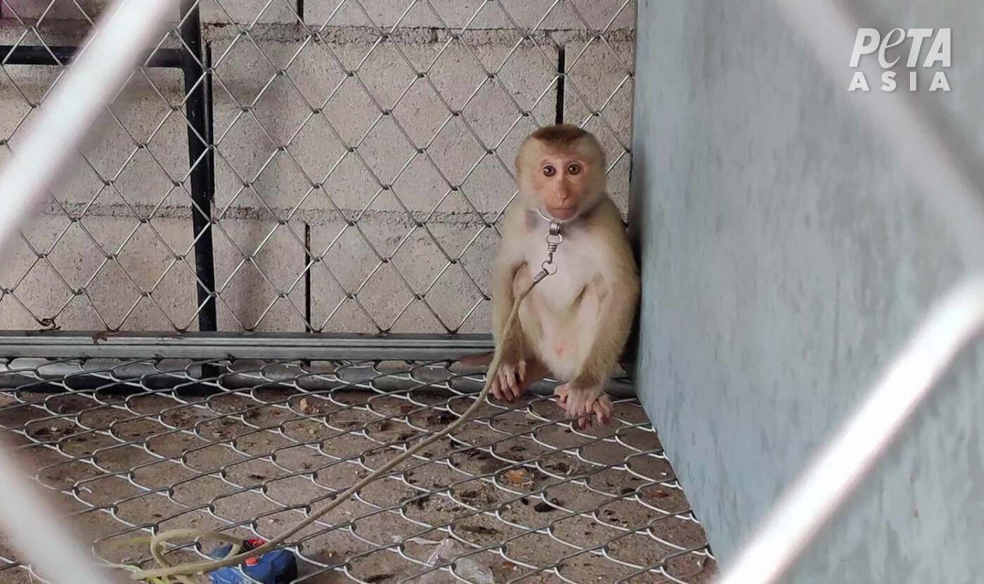 Baby Monkeys Kidnapped, Chained, and Abused for Coconut Milk