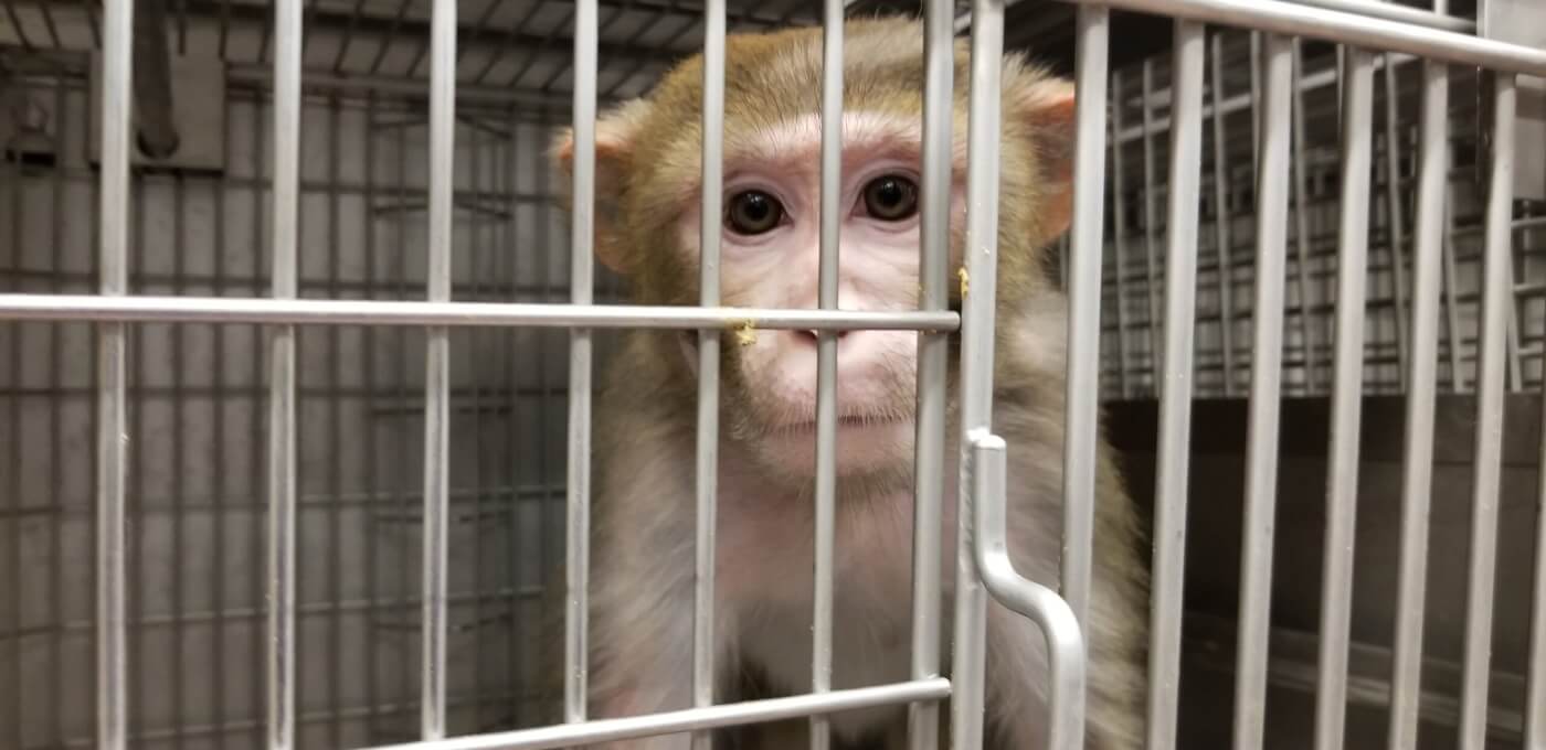 Shocking Investigation: Lab Shocks Monkey Penises Until Ejaculation