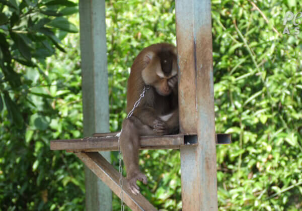 Urge the Thai Ambassador to Help Stop Monkey Labour