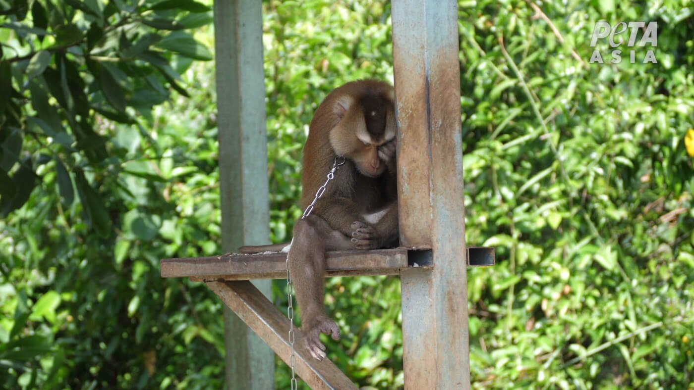 a monkey chained by the neck