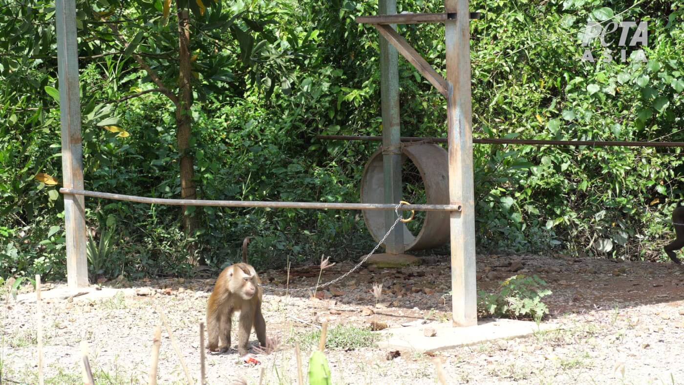 a chained monkey