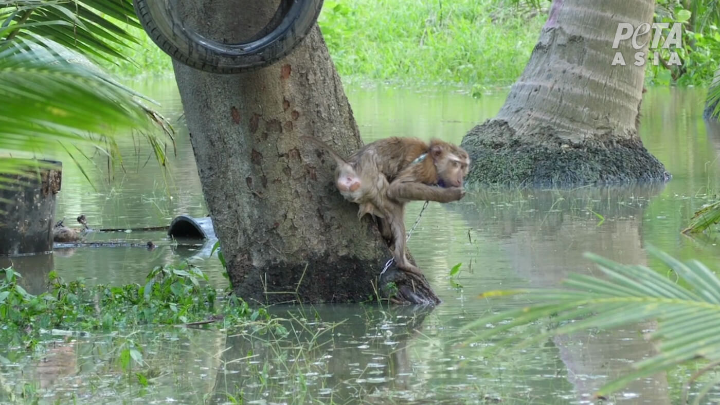 a monkey surrounded by floodwaters