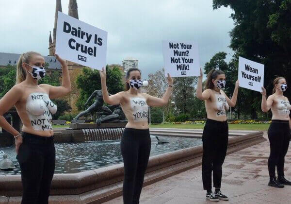 Vegan Mothers Bare Chests in Sydney to Highlight Dairy Industry Abuse