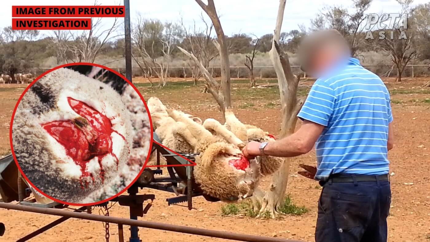 Mulesing on an Australian farm.