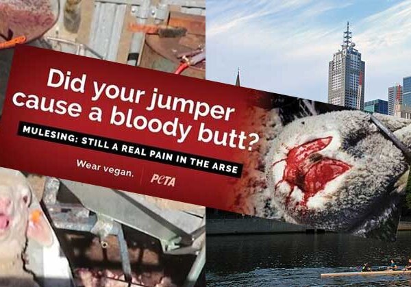 Mulesing Reality Is ‘Too Graphic’ for Melbourne, Says Billboard Ad Company