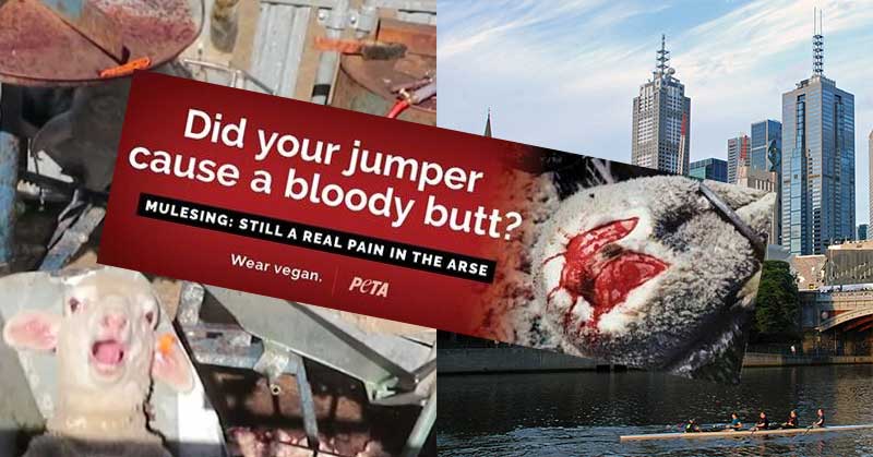 Image shows PETA's latest mulesing billboard that has been deemed "too graphic". 