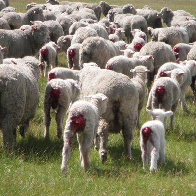 A flock of sheep with lambs who have been mulesed.