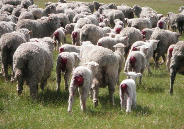 A flock of sheep with lambs who have been mulesed.