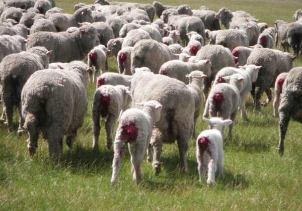 Have Your Say on Mulesing – NSW Government Petition