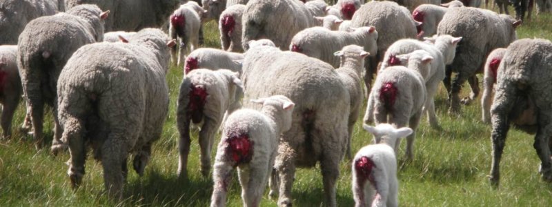 A flock of sheep with lambs who have been mulesed.