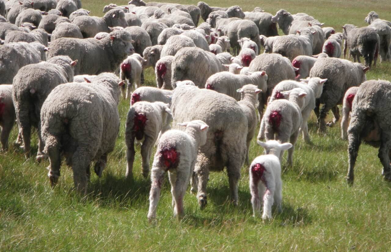Have Your Say on Mulesing – NSW Government Petition