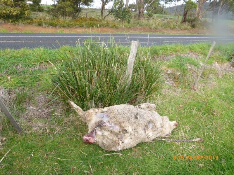 This ewe reportedly died after struggling to give birth. The whistleblower estimated she had been dead for a few days before this photo was taken.