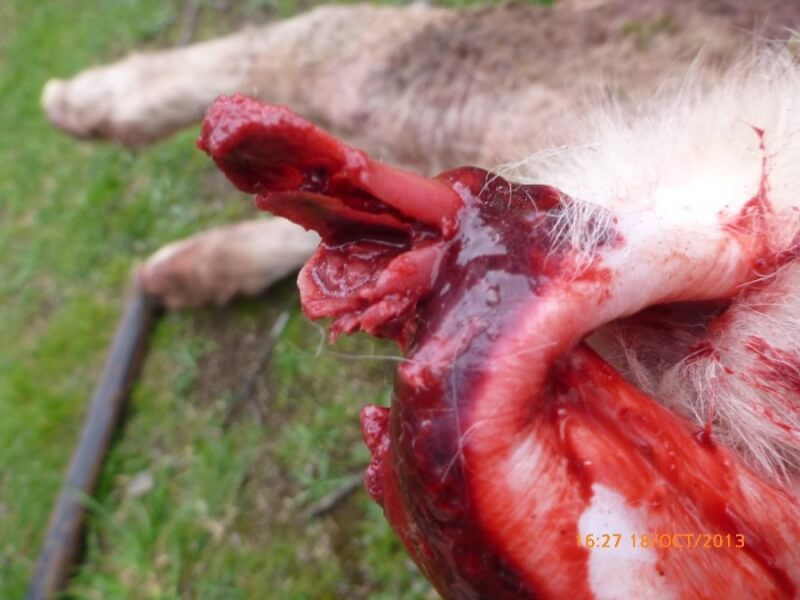 The whistleblower alleged that the manager of the sheep station wanted to fix this horrific compound fracture with nothing more than a splint.