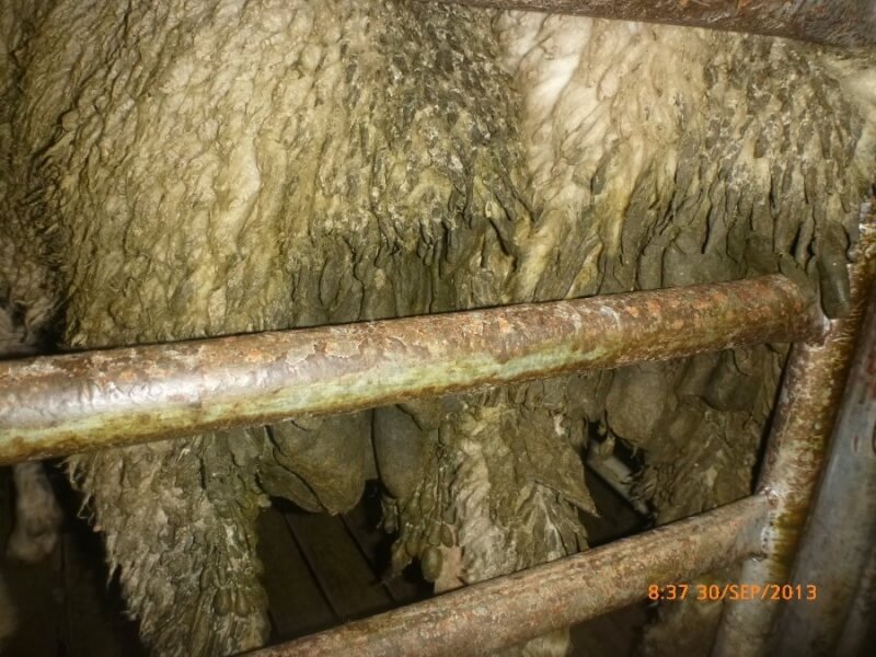 Poorly cared for sheep held in filthy conditions.
