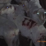 Other sheep with evidence of shearing injuries.