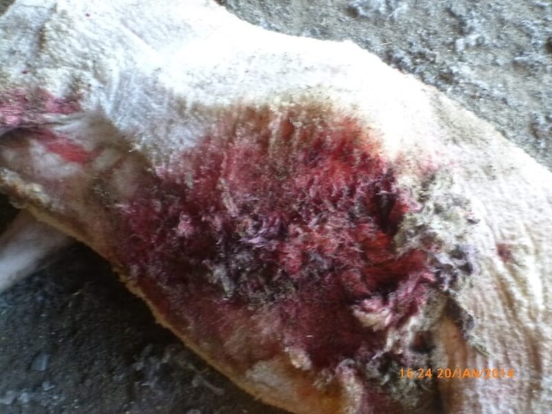 A huge gash on a sheep