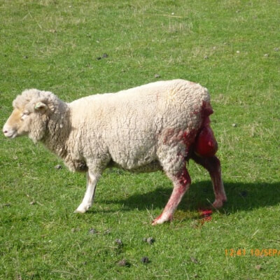 Murrayfield sheep prolapse