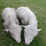 Bone-thin and starving sheep at Murrayfield.