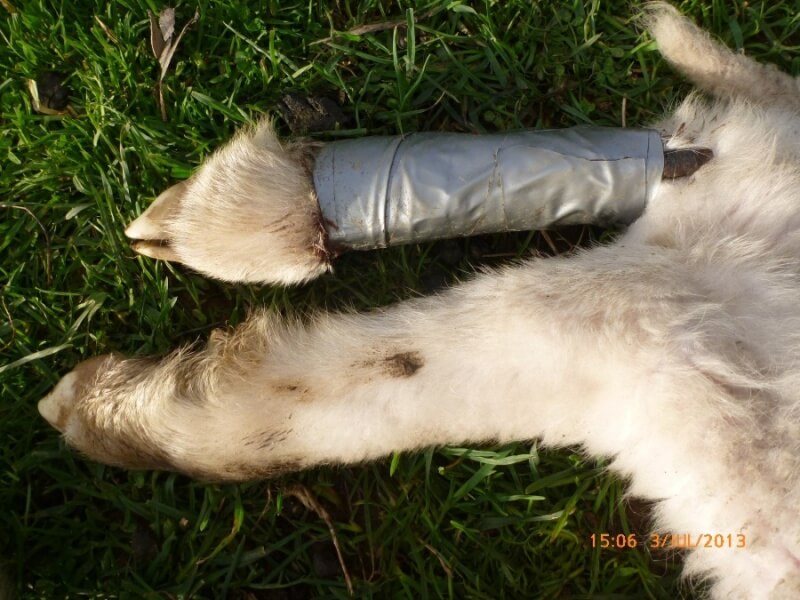 This sheep's broken leg was reportedly