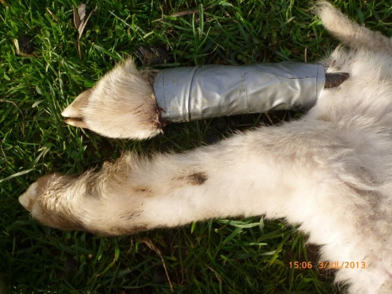 This sheep's broken leg was reportedly "treated" using sticks and duct tape. The tight tape and unpadded sticks had worn the sheep's flesh down to the bone.