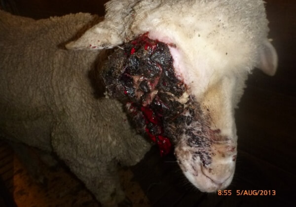 Demand Sheep Abusers Face New Investigation