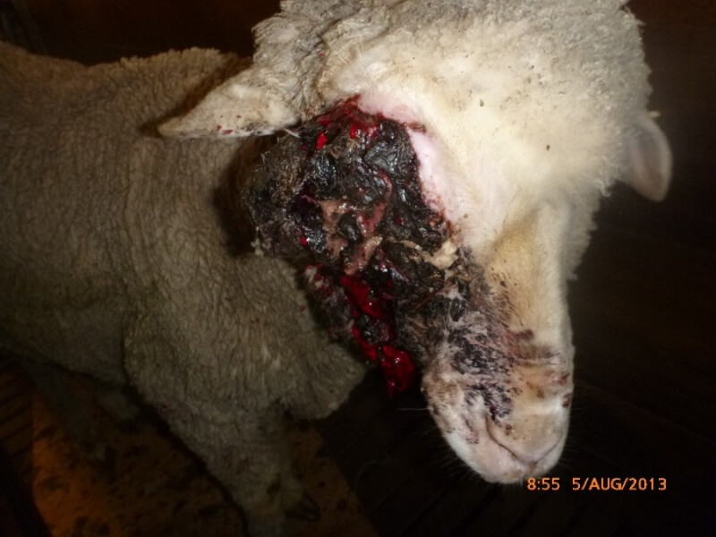 This pregnant sheep suffered from a serious eye injury, which clearly went untreated. Her lamb and fleece were seemingly more important than her suffering.