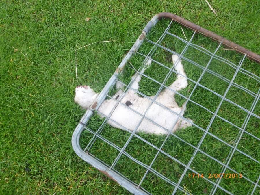 SHOCKING PHOTOS: Sheep Abusers Avoid Prosecution