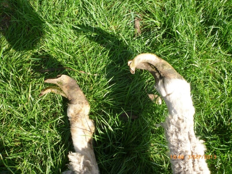 This sheep's nails were left to grow painfully long. The property manager is reported to have said that there wasn't even a single pair of foot-paring shears on the property.