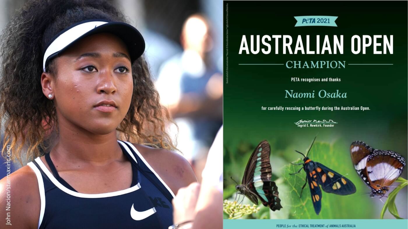 Left: Naomi Osaka. Right: A PETA "Australian Open Champion" Award.