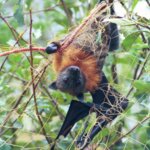 Grey headed flying fox caught in a net.