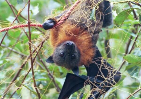 Grey headed flying fox caught in a net.