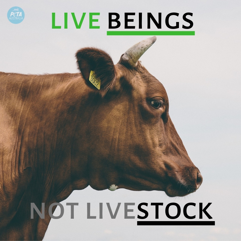 They Weren’t ‘Livestock’ – They Were Sentient Beings Who Didn’t Want to Die