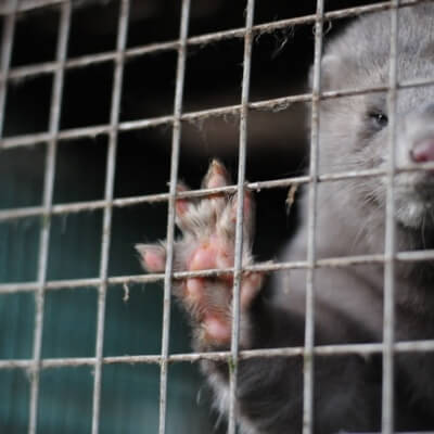 A photo of a mink on fur farm.