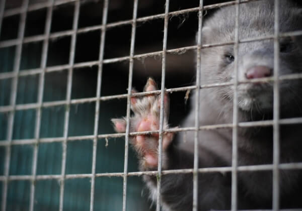 A photo of a mink on fur farm.